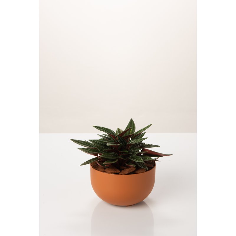 cachepo due mini cuia terracota planta