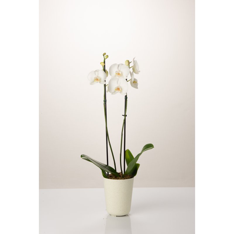 cachepo due orquidea calcario planta