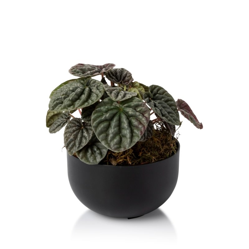 plantado mini cuia preto