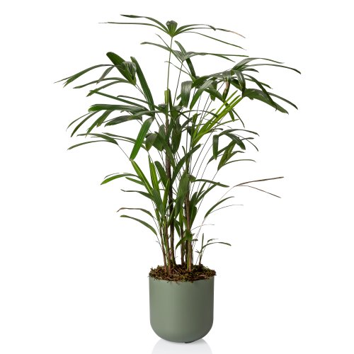 Cachepo Due N7 Pote 24 25 5 X 25 7 Verde Militar